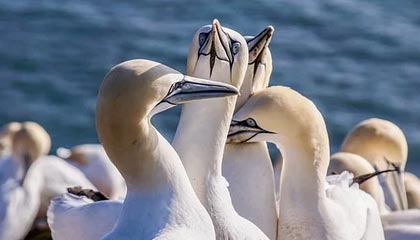 开云电竞入口-比赛策略揭秘：得分高手的战术布局，球赛战术