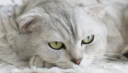 开云esports-南安普顿锋线新援表现出色，南安普顿中锋