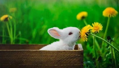 开云电竞入口-比赛策略揭秘：得分高手的战术布局，球赛战术